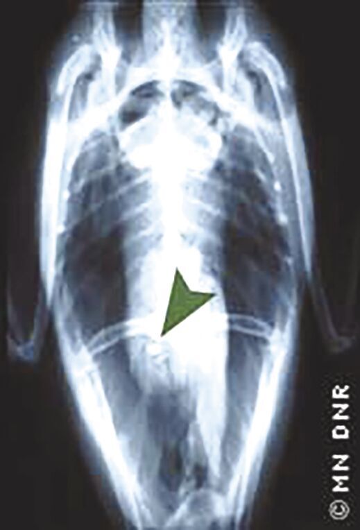 Loon x-ray